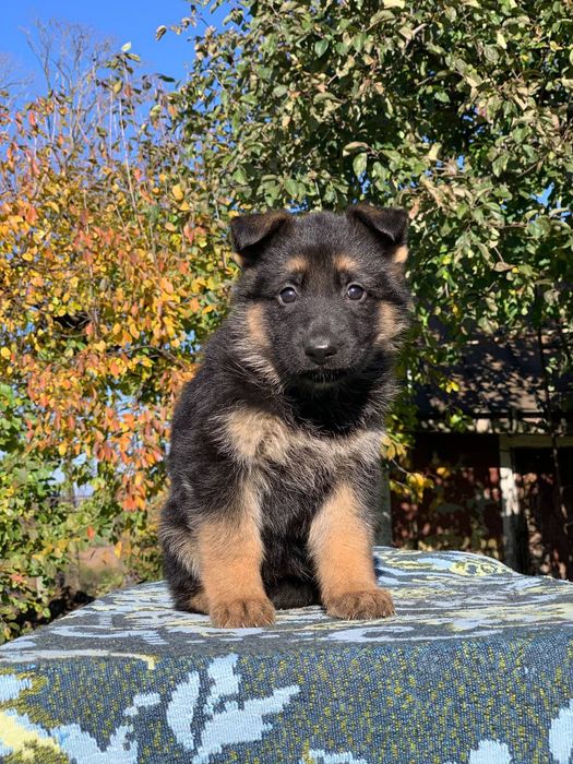 Можливо,то ваша мрія?