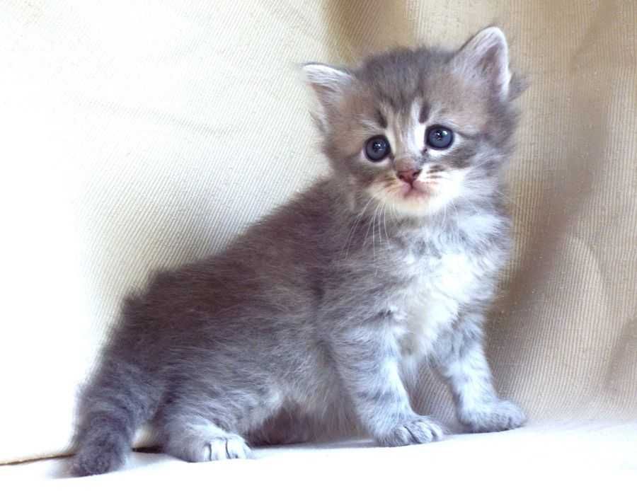 Kot, kotka syberyjska z rodowodem