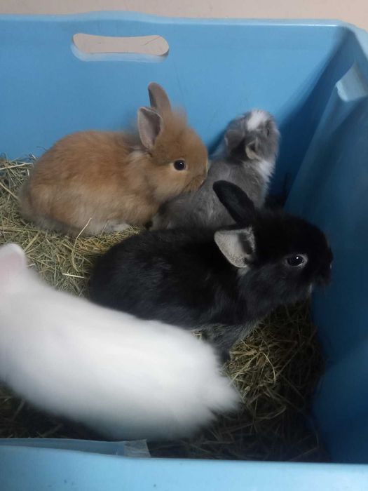 Кролики карликовые домашнего разведения