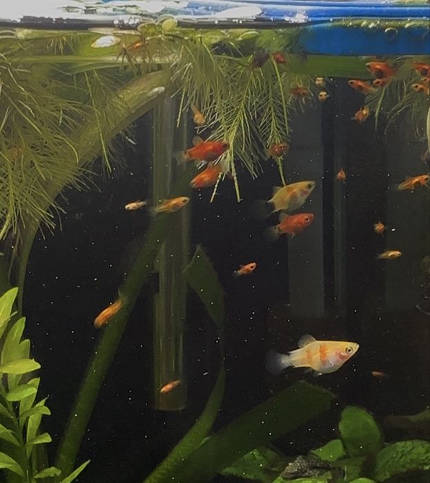 Platys Mickey Mouse Vermelhas juvenis