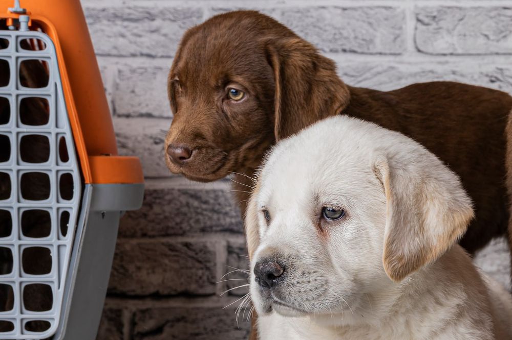 Предлагаются к продаже очень красивые породные лабрадорчики с документ