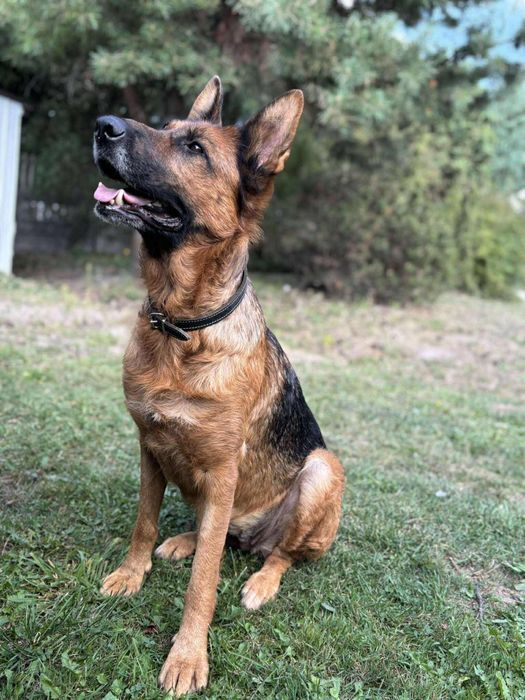 Sunia do Adopcji