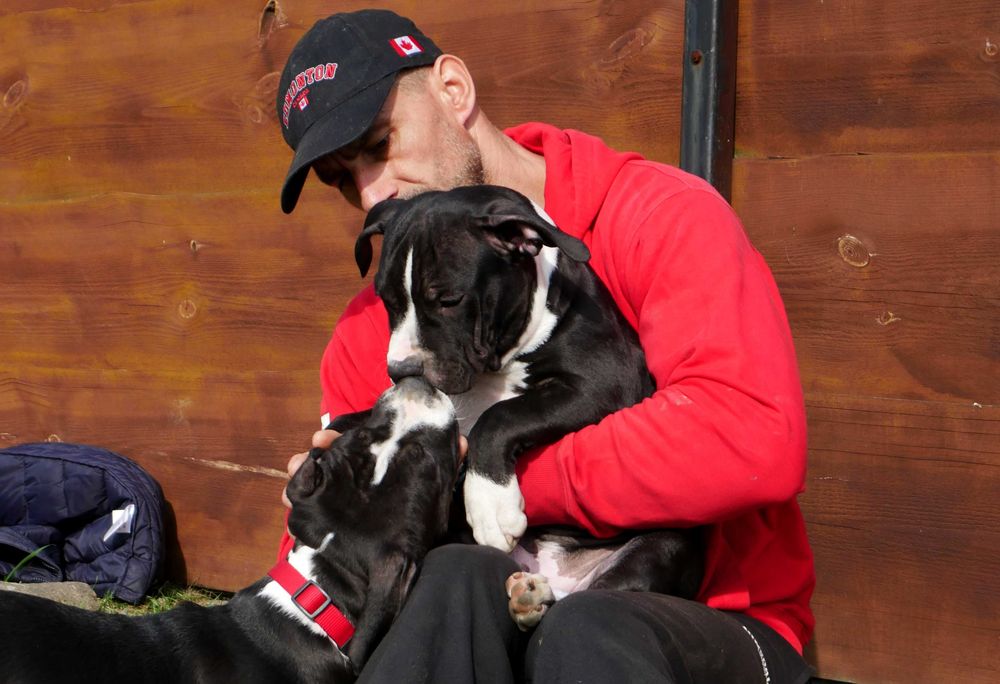 American Staffordshire Terrier ZKwP Amstaff FCI , piesek WILLY WONKA