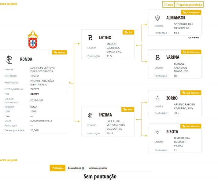 Poldra lusitana montada e gestante