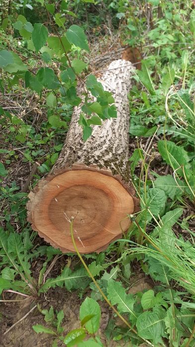 3 x Drewno kłoda orzech włoski kloc