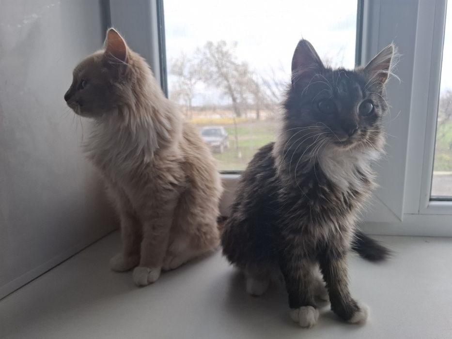 Віддам у добрі руки кошенят (4 місяці) – хлопчик і дівчинка