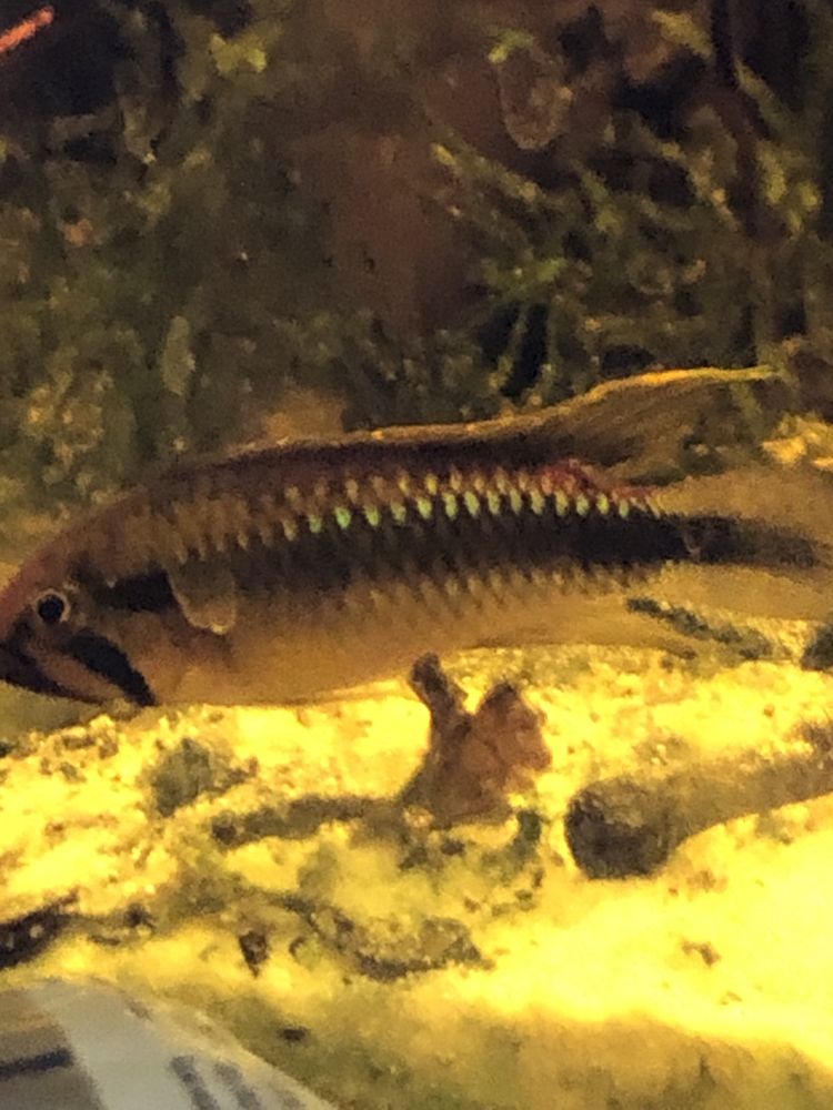 apistogramma abacaxis pielęgniczki