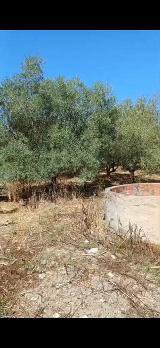 terreno rústico Ereira Cartaxo 17.500€