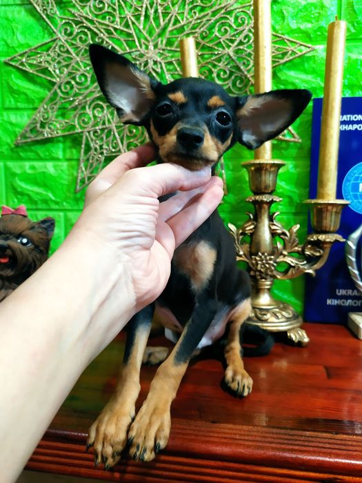 Милый черно-подпалый мальчик мини отЧемпионов! Док.КСУ,чип,привит!
