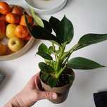 Filodendron birkin