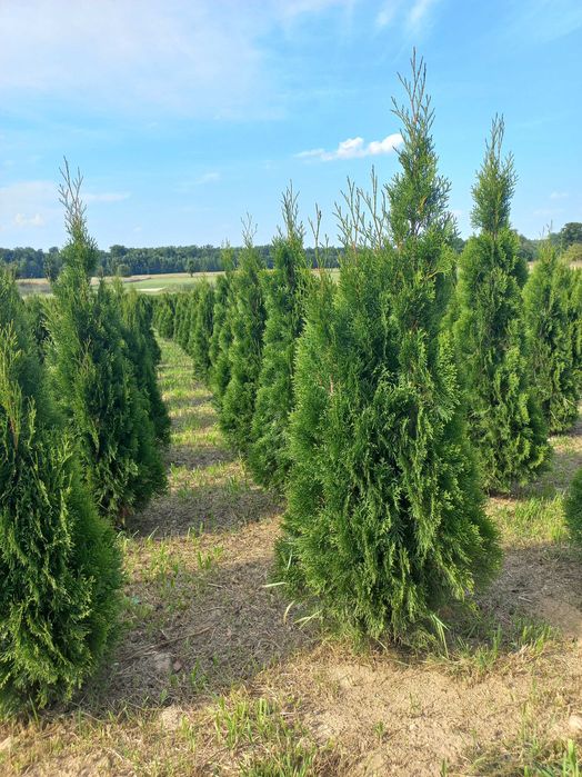 Thuja Tuja Szmaragd 150 - 160 cm