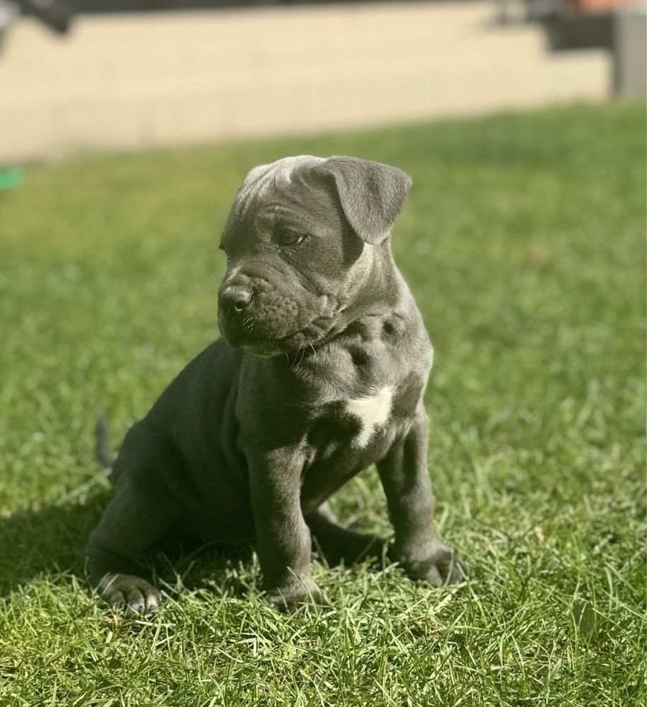 Szczeniak Cane Corso