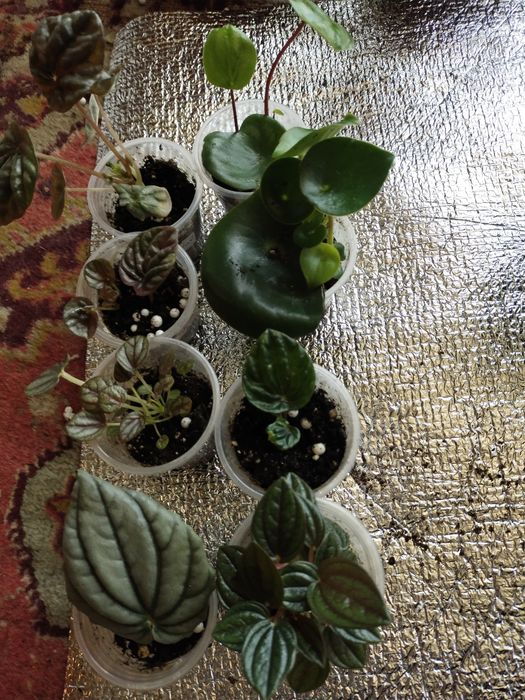 Кімнатні квіточки пеперомії