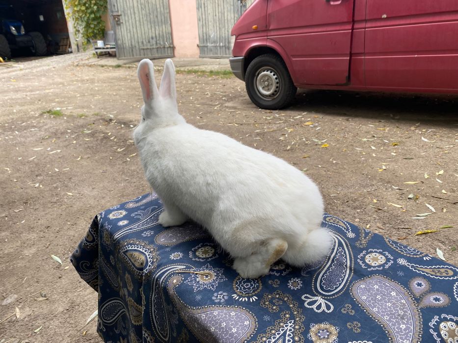 Wiedeński BIAŁY Samiczki do wyboru 4szt