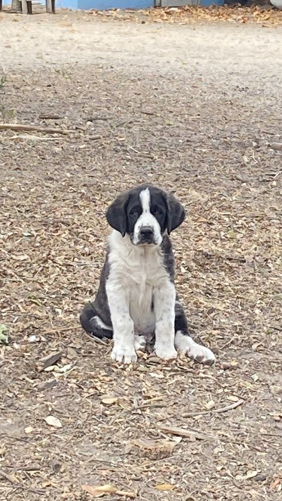 Cachorro Rafeiro do Alentejo
