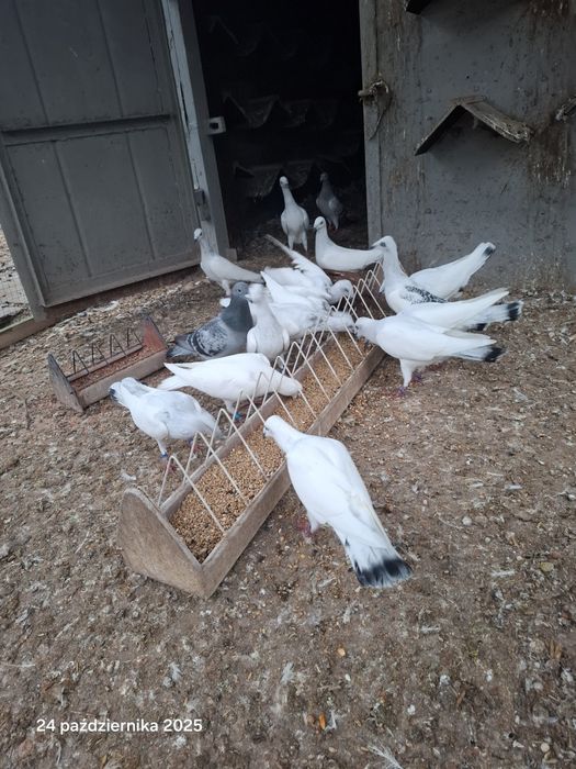 Srebrniaki składowe jasne