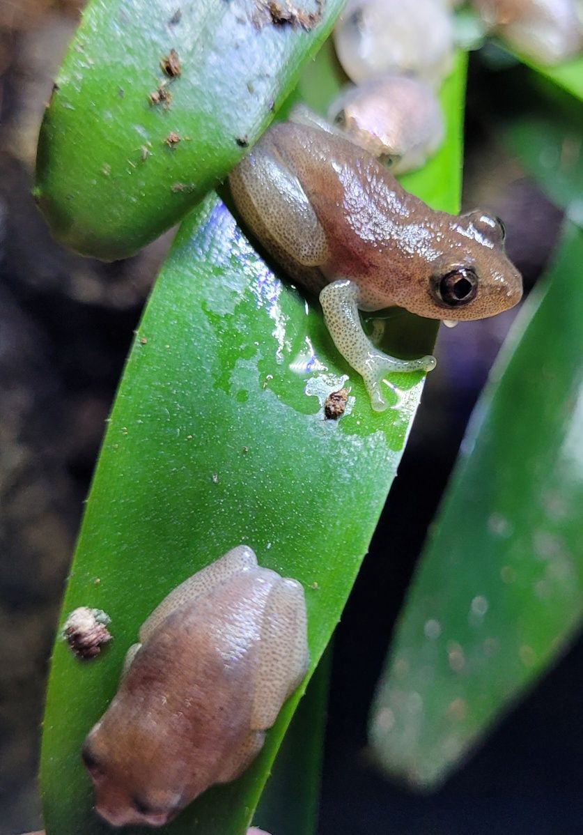 Heterixalus alboguttatus, mala żabka dla początkujących