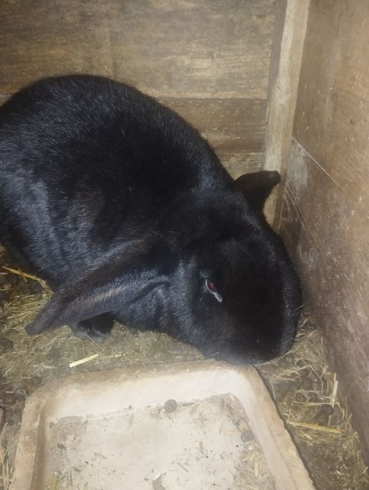 Króliki / baran Francuski / mieszane