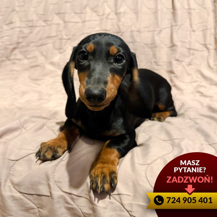 ^^jamnik (piesek) czarny podpalany^^