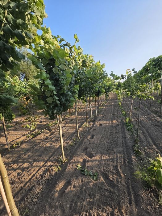 Lipa drobnolistna donica goły korzeń. Hurt detal