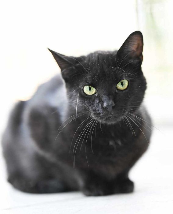 Adele - piękna zielonooka kotka