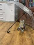 Котик шукає кицю