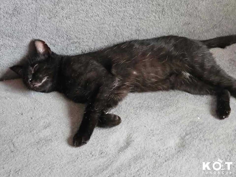 Krysitan i Grej, koci dwupak poleca się do adopcji