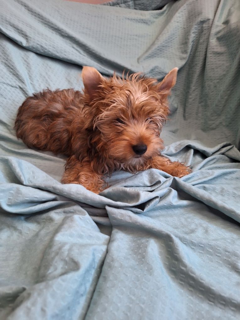 Yorkshire terrier piesek