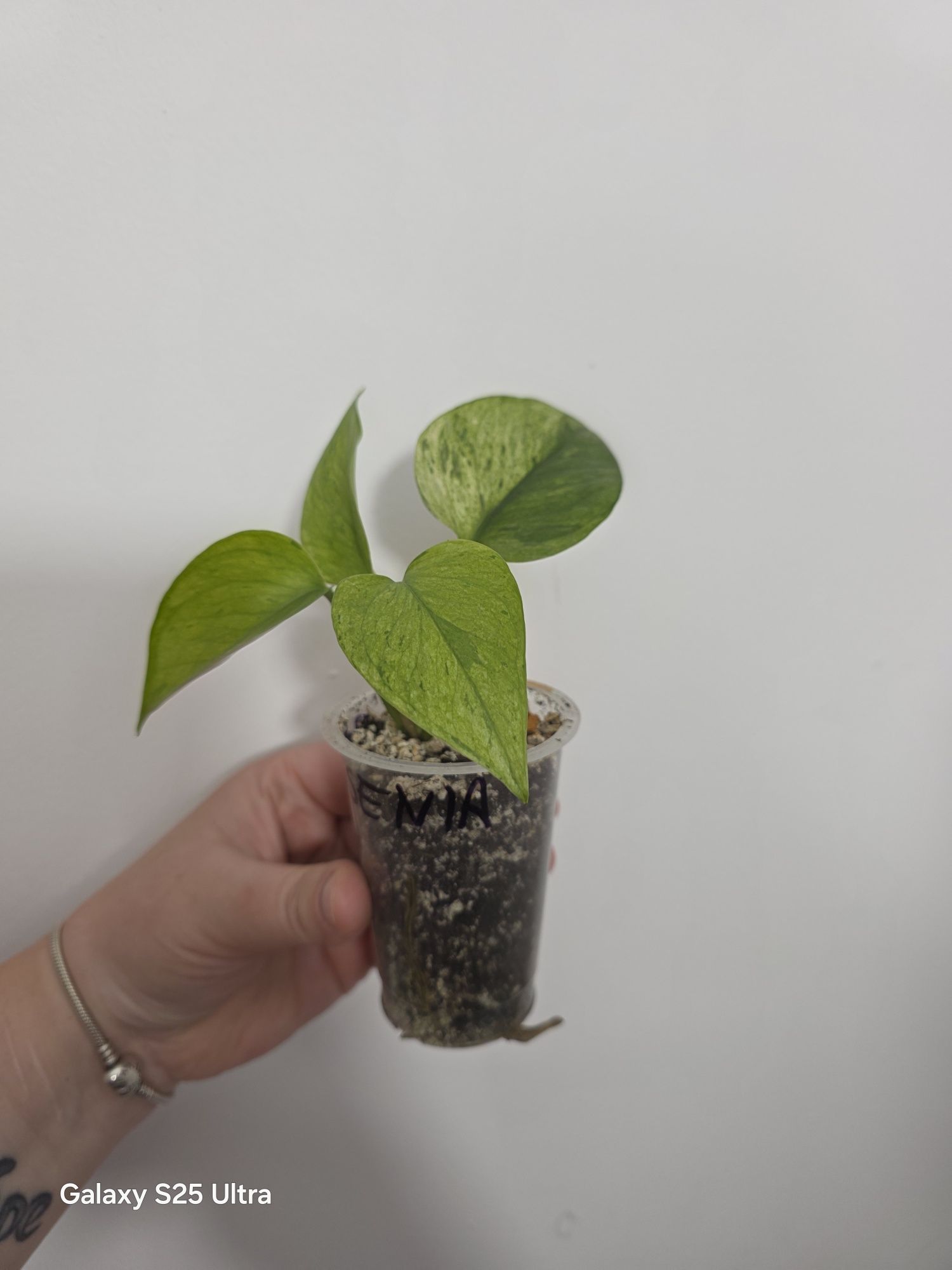 Epipremnum Jassenia