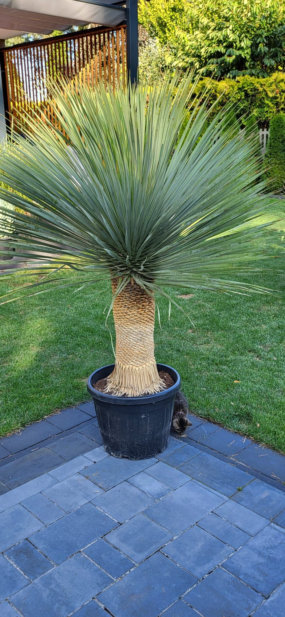 Yucca rostrata. Juka rostrata.