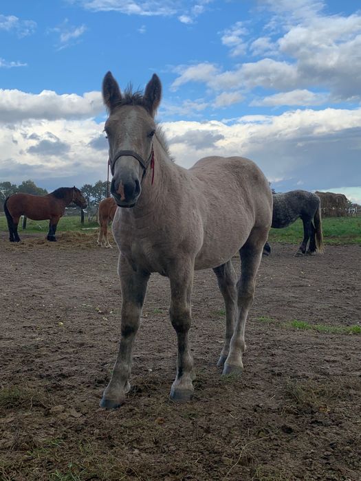Sprzedam klacz z źrebakiem
