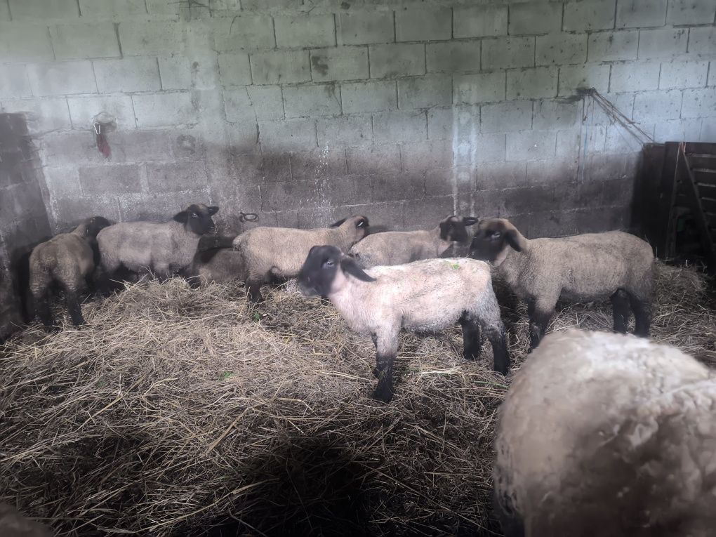 Borregos/borregas Suffolks puros