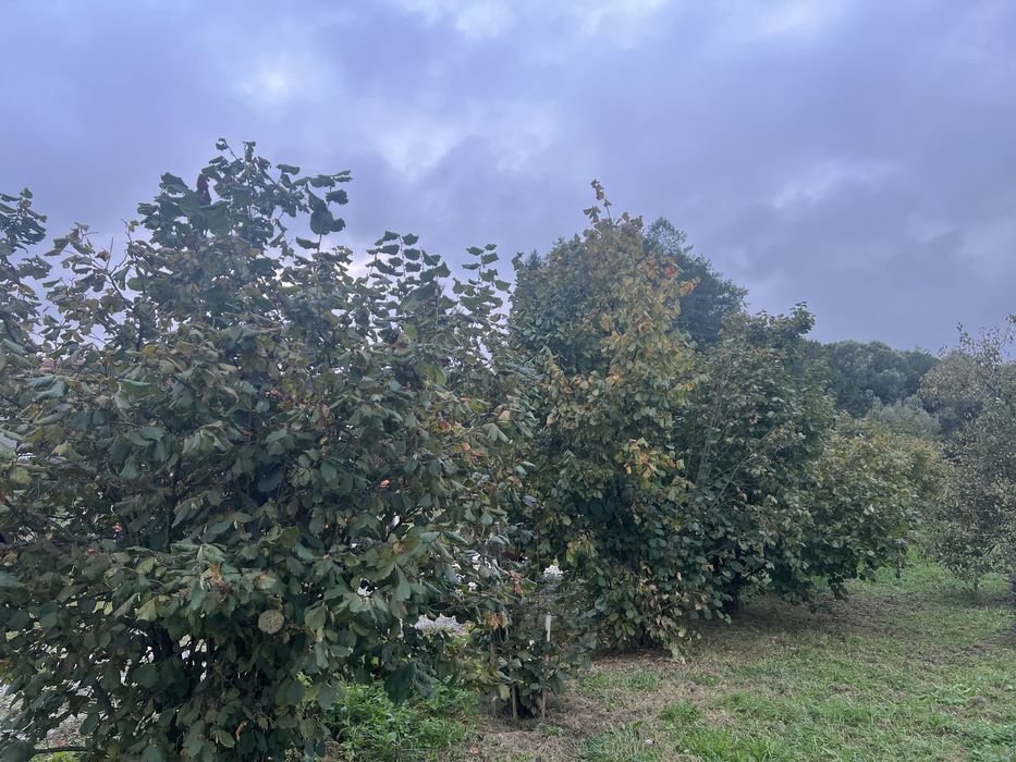 Orzechy laskowe, ekologiczne