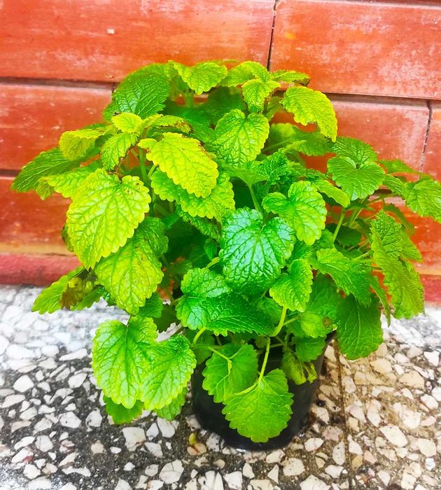 Lúcia-lima Tomilho Alecrim Salvia Segurelha Manjerona Hortelã Louro