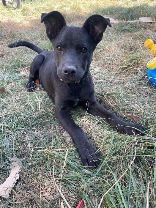 Віддам безкоштовна собаку ОДЕСА