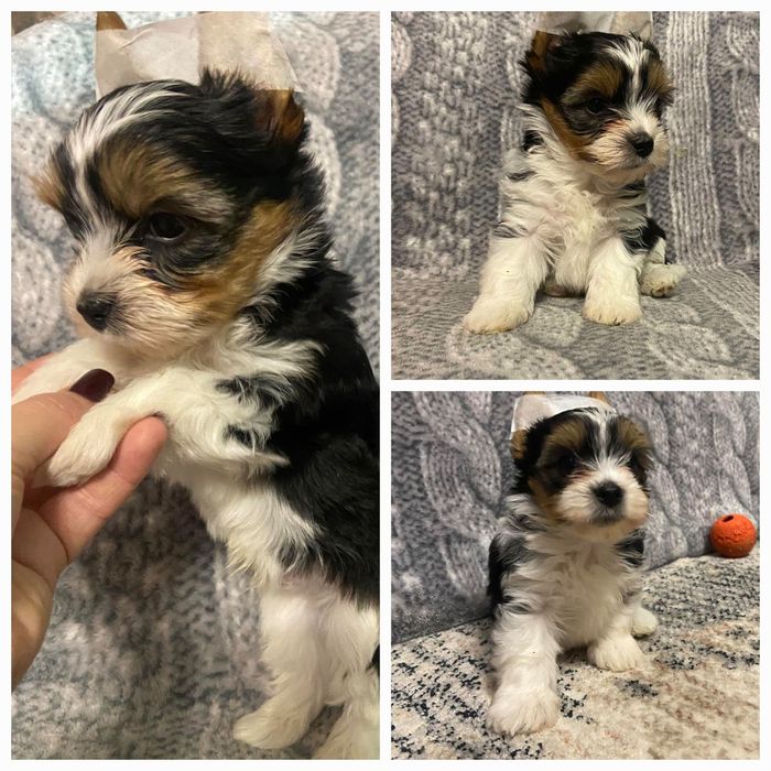 Подарунок під ялинку