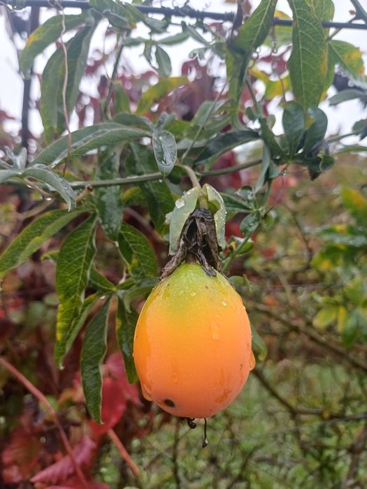 Pes de maracujá  laranja para venda