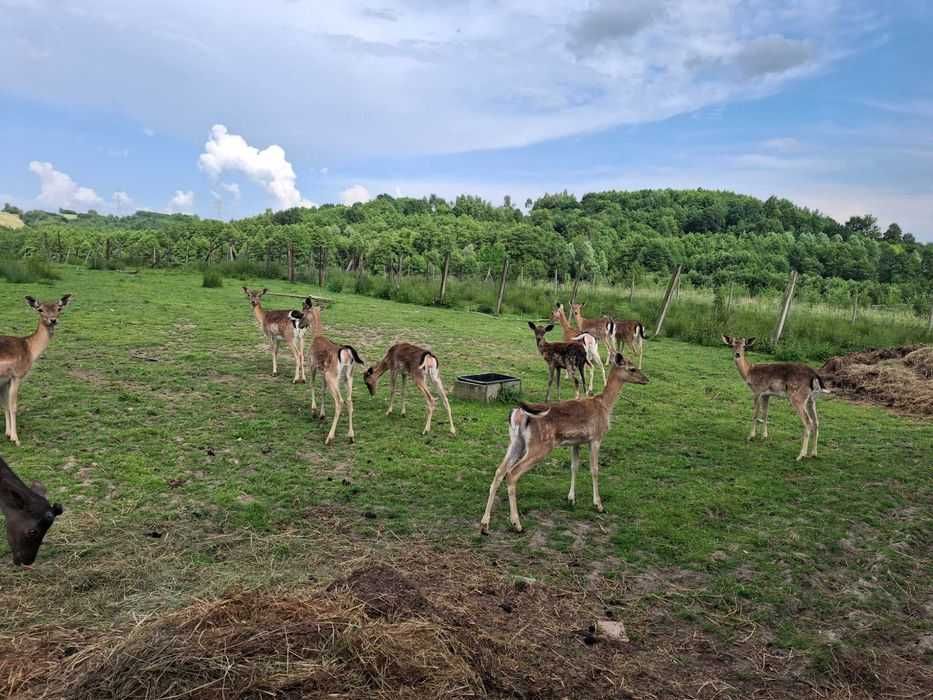 Daniele na sprzedaż, Likwidacja stada!