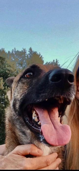 Raçado de pastor belga