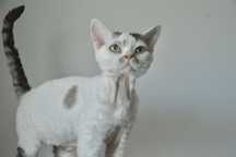 Kocur Devon Rex czeka kochających rodziców