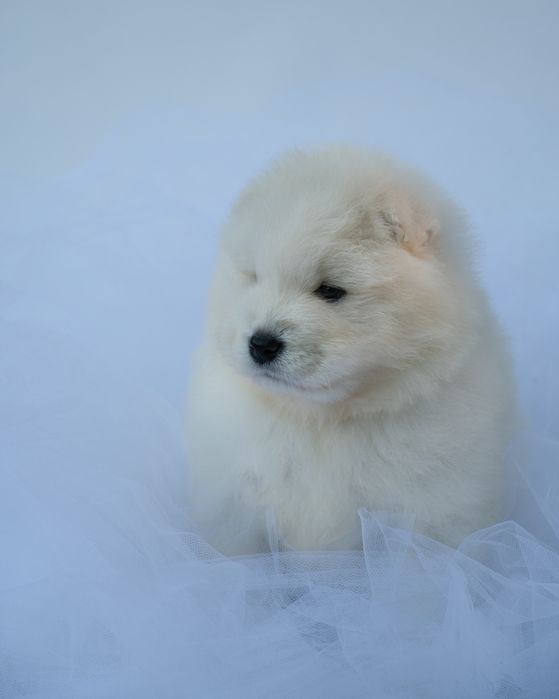 Samoyed szczeniak