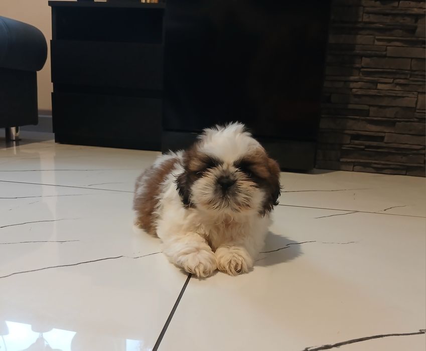 Szczeniaczek Shih-tzu z Rodowodem