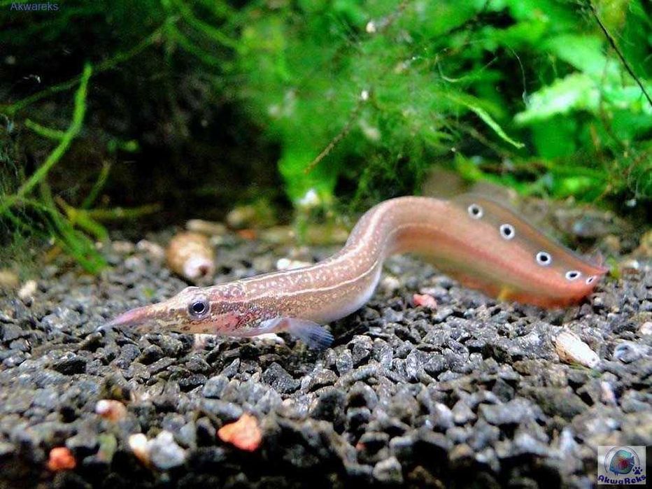 Węgorek ciernisty Macrognathus aculeatus WYSYŁKA AKWAWIN