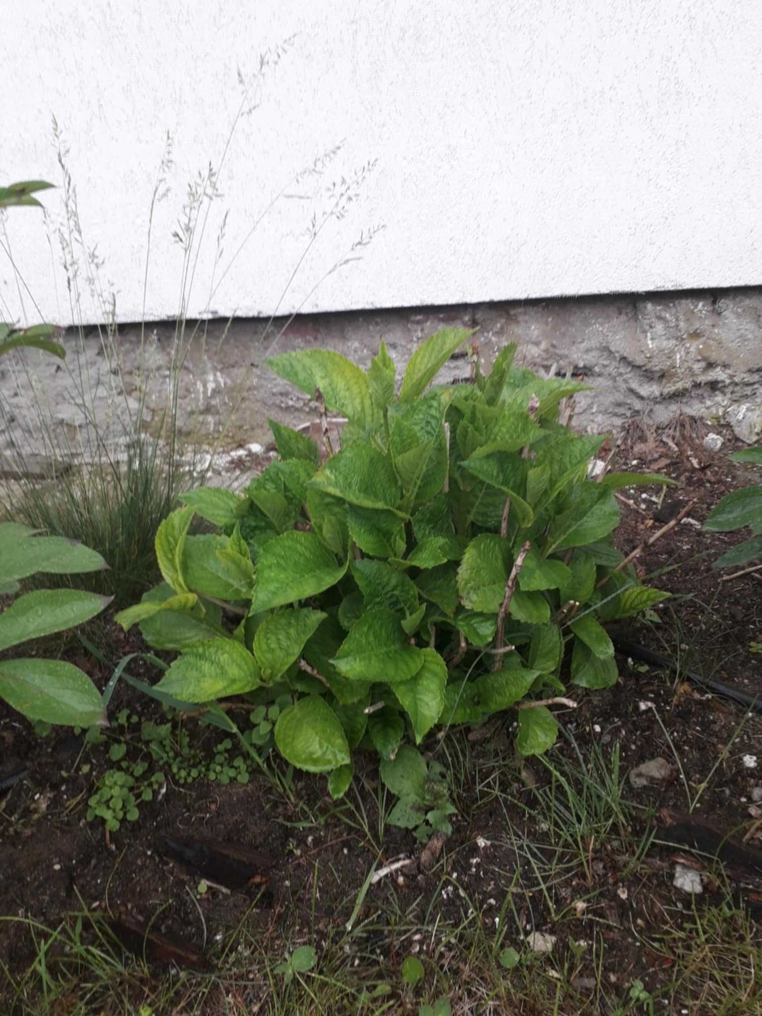 piwonie irysy syberyjskie hortensje juki barwinek pigwowiec