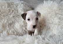 Jack Russell Terrier piesek gładkowłosy 2