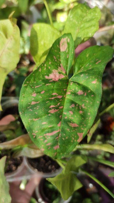 Сингониум сінгоніум   rasamee nag манго  mango pink spot конфетті