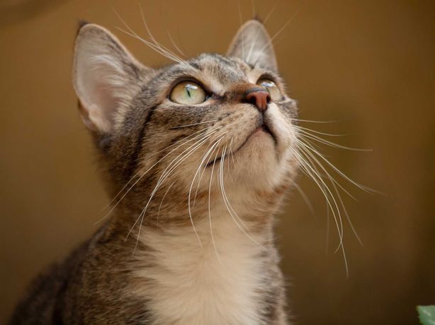 Kuli- 8 miesięczna kotka szuka domu- adopcja