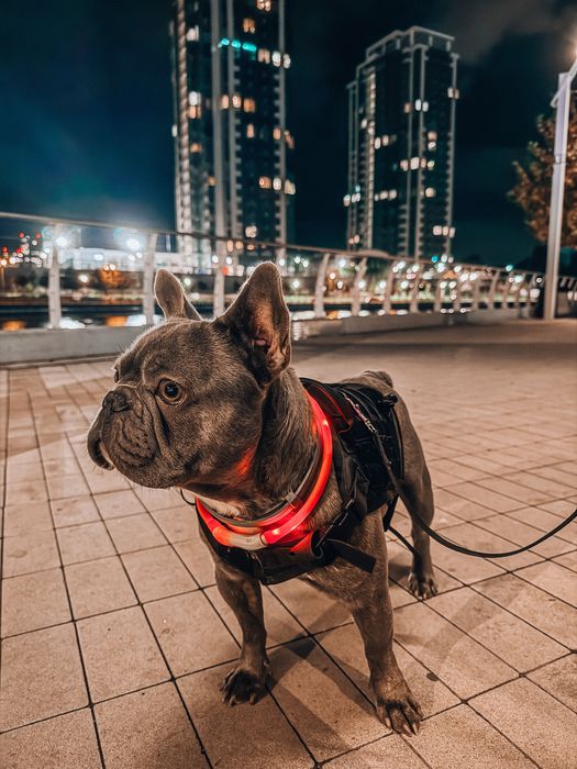 Французський бульдог Вязка. Хлопчик