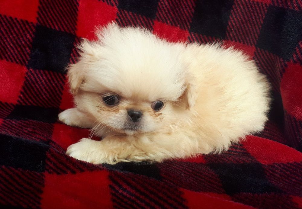 Продам цуценята пекінеса -хлопчики та дівчатка