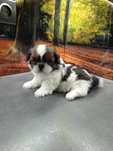 Shih Tzu suczka .